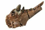 Cretaceous Crocodilian Jaw Section - Hell Creek Formation #129791-2